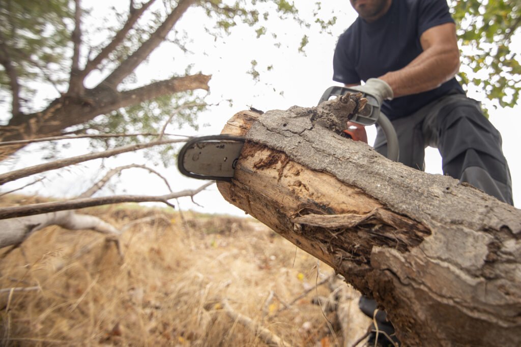 Signs You Need to Remove a Tree Immediately