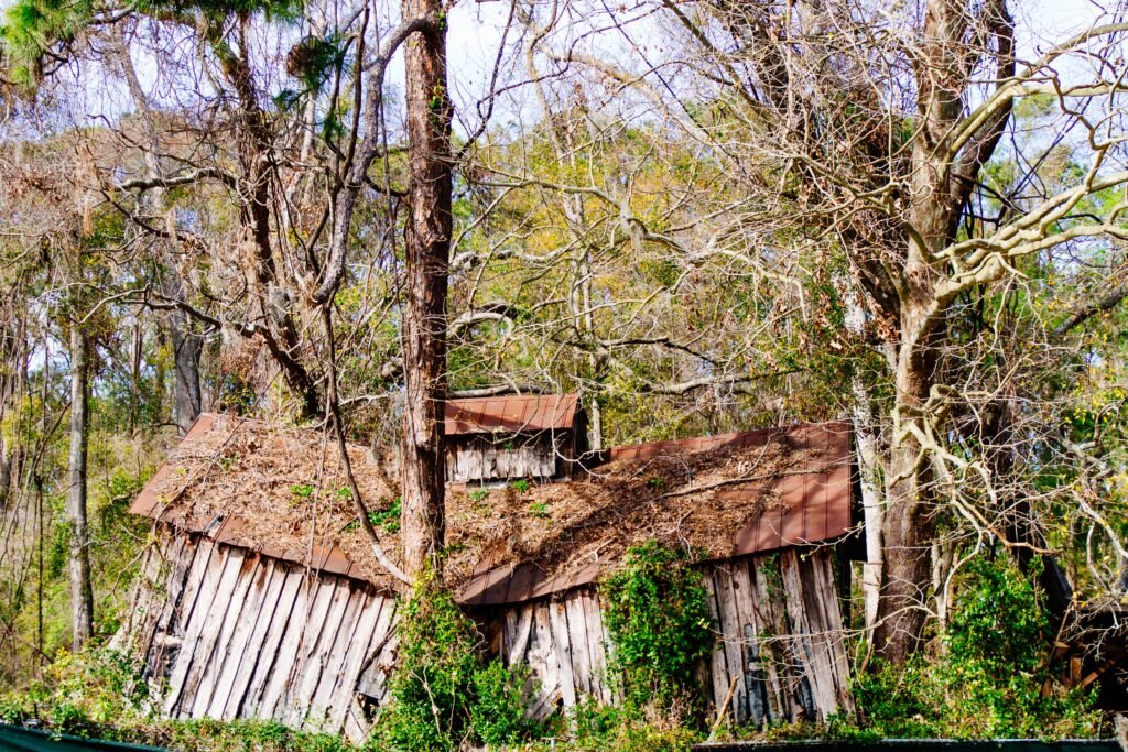 How Tree Roots Damage Your Property