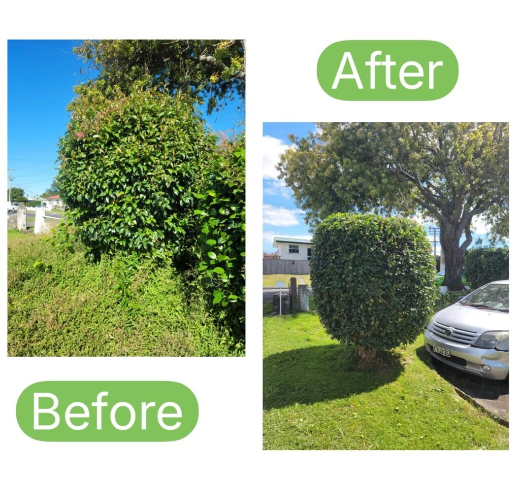 Hedge trimming by Prime Tree Services in Tauranga