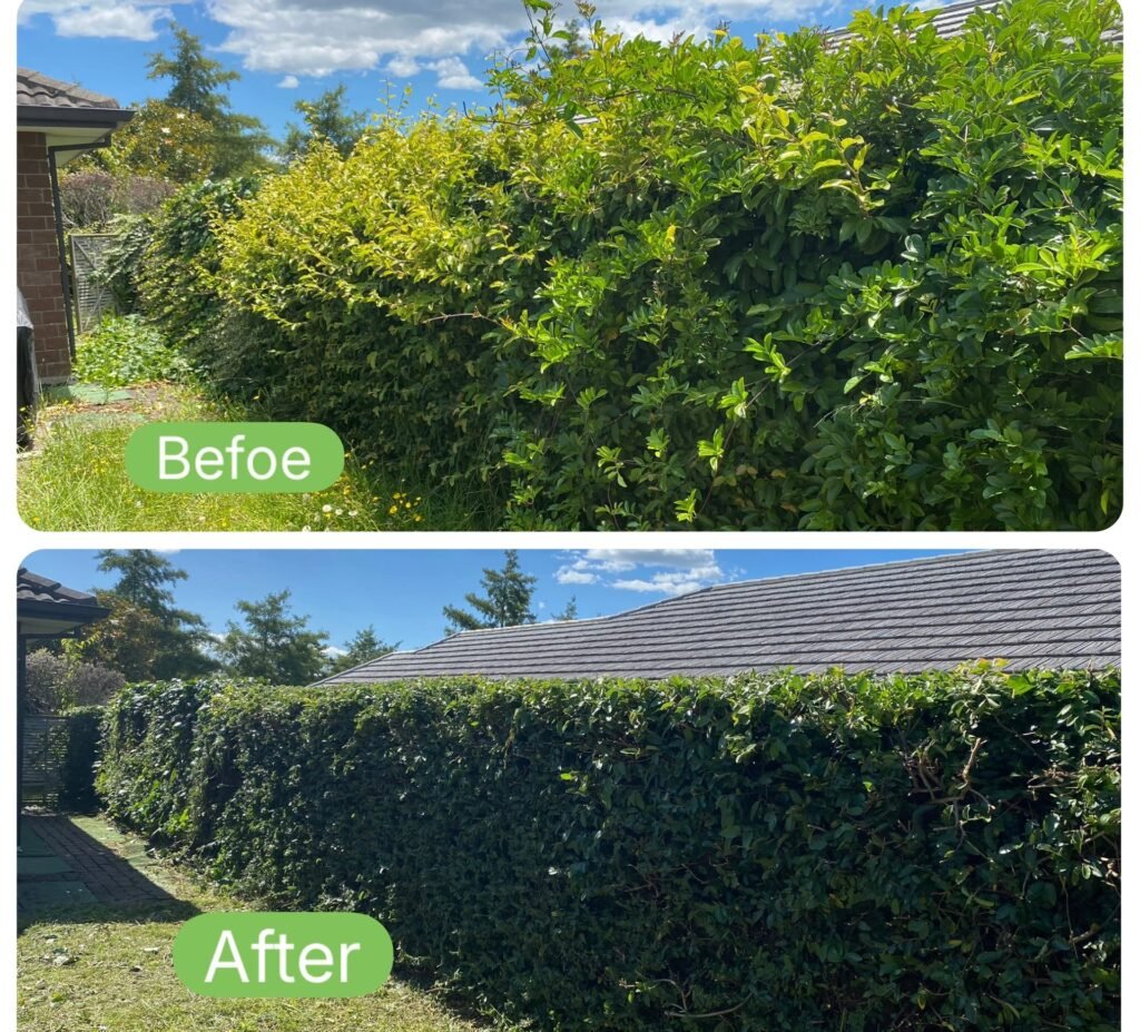 Hedge trimming and shaping at a Tauranga property