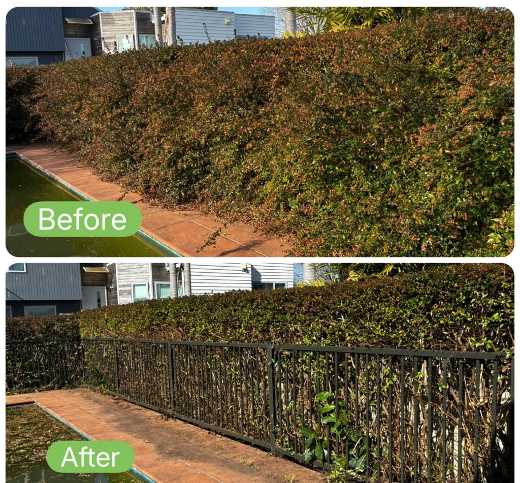 Qualified arborist trimming a residential hedge in Tauranga