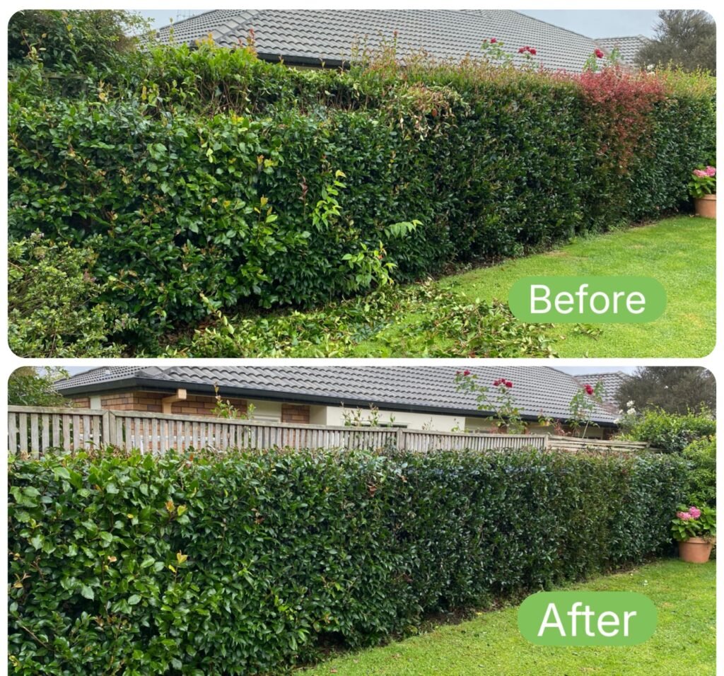 Trimmed hedge and tidied garden bed in Tauranga