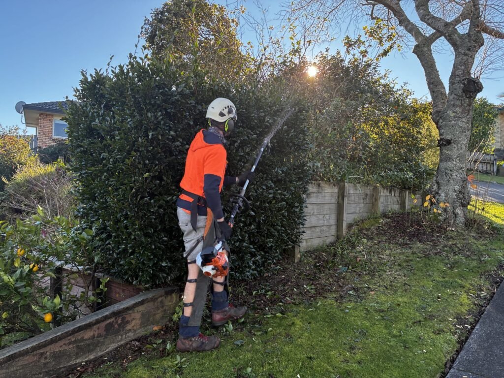 Prime Tree Services arborist trimming a tall hedge with a long reach hedge trimmer in Tauranga