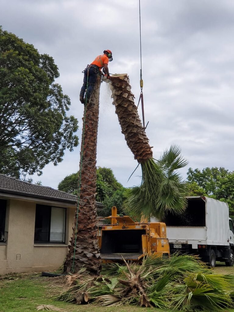 Palm being cleaned of dead fronds at a Tauranga property