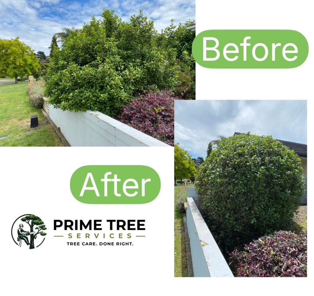 Shrubs being trimmed back into shape at a Tauranga property