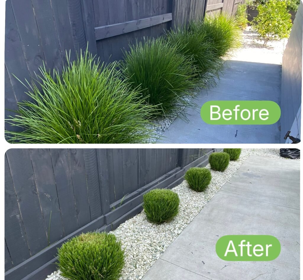 Shrub pruning and clearance work in progress in Tauranga