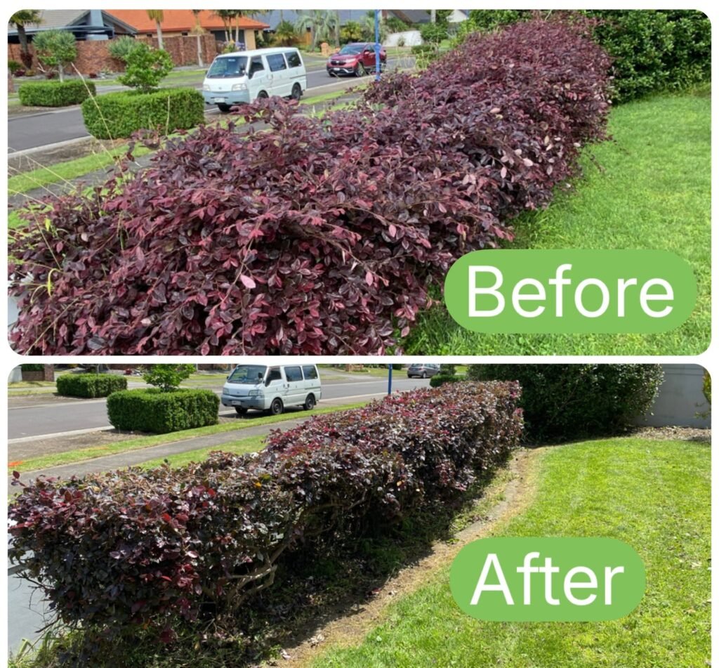 Qualified arborist pruning garden shrubs in Tauranga