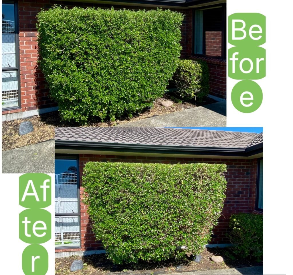 Pruned shrubs and tidied garden bed in Tauranga