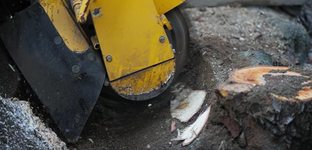 Stump grinding by Prime Tree Services in Tauranga