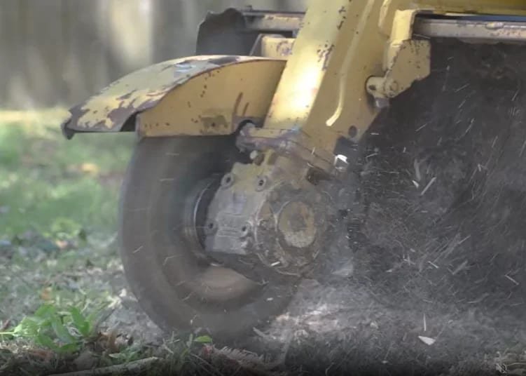 Stump grinding carried out close to a fence line in Tauranga