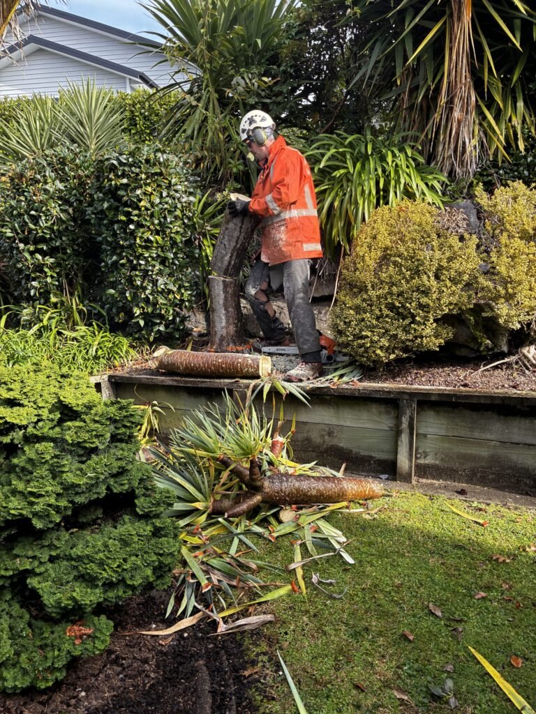 Tree felling and removal by Prime Tree Services in Tauranga