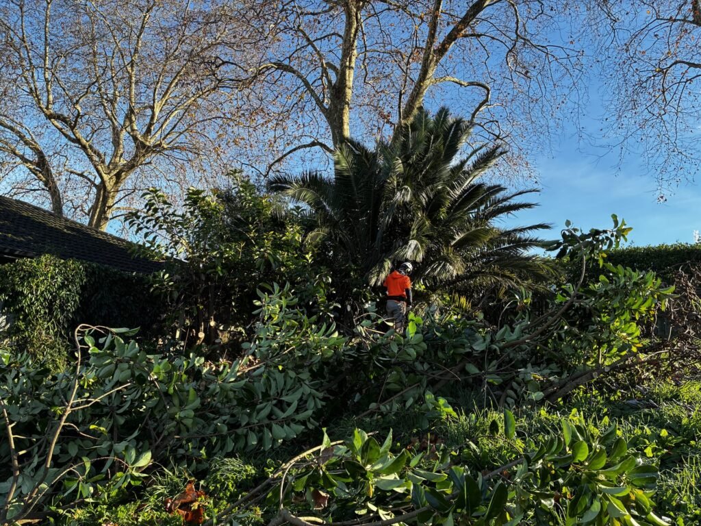 Large tree being dismantled section by section in Tauranga