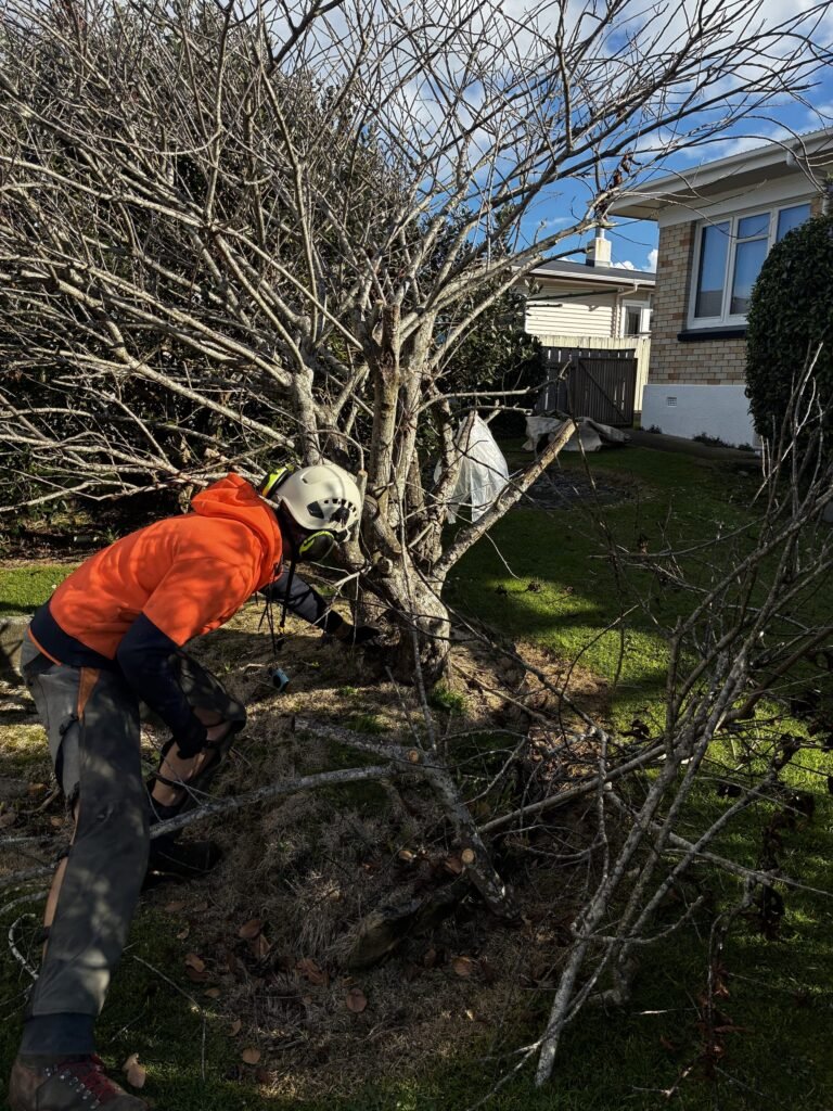 Tree removal work in progress at a Tauranga property