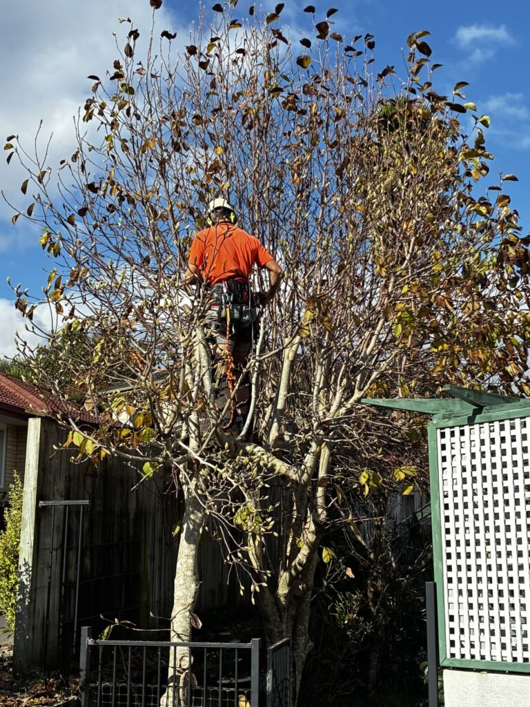 Tree pruning and canopy care by Prime Tree Services in Tauranga