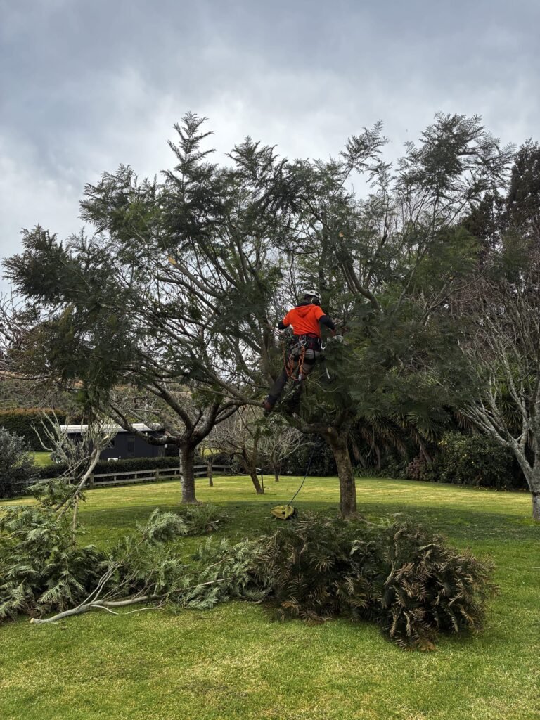 Qualified arborist making a clean pruning cut in Tauranga