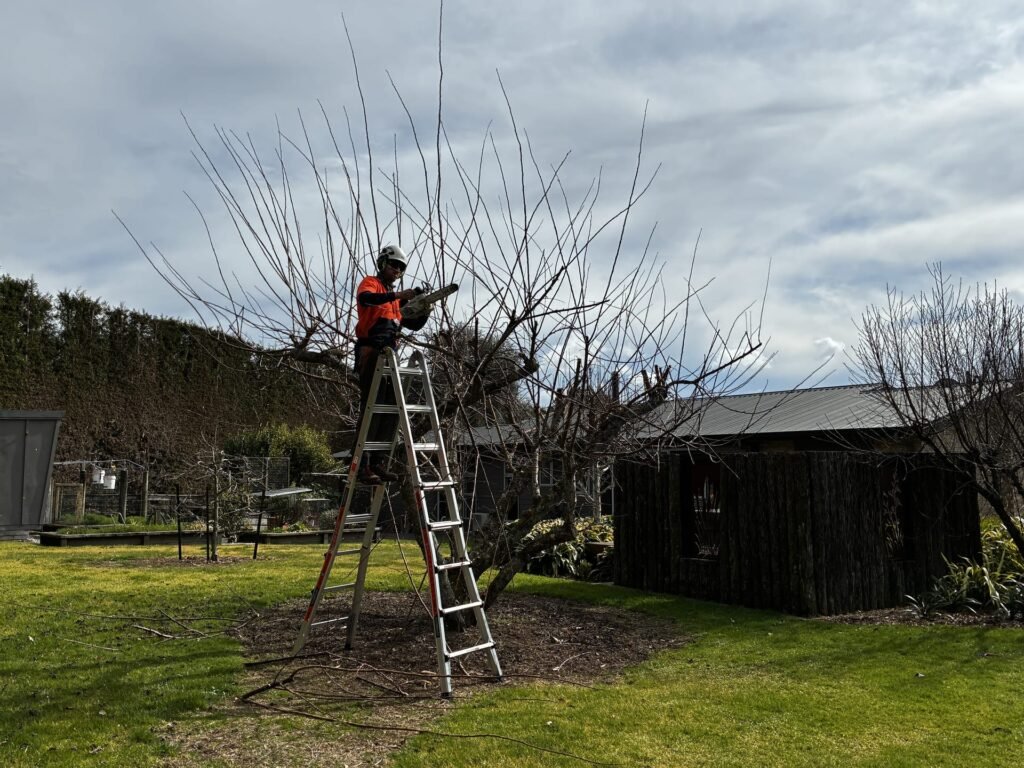 Arborist on a ladder winter pruning a bare fruit tree in a Tauranga garden