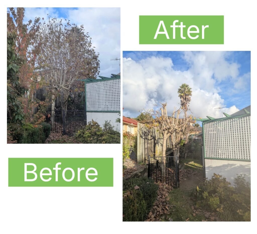 Crown reduction by Prime Tree Services in Tauranga