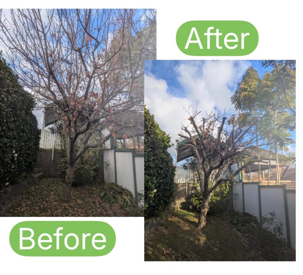 Tree crown being reduced to a balanced shape in Tauranga