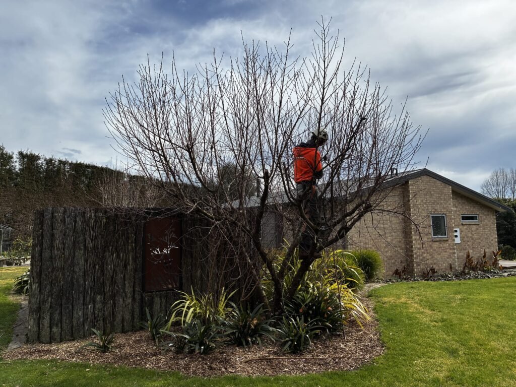 Crown reduction work in progress at a Tauranga property