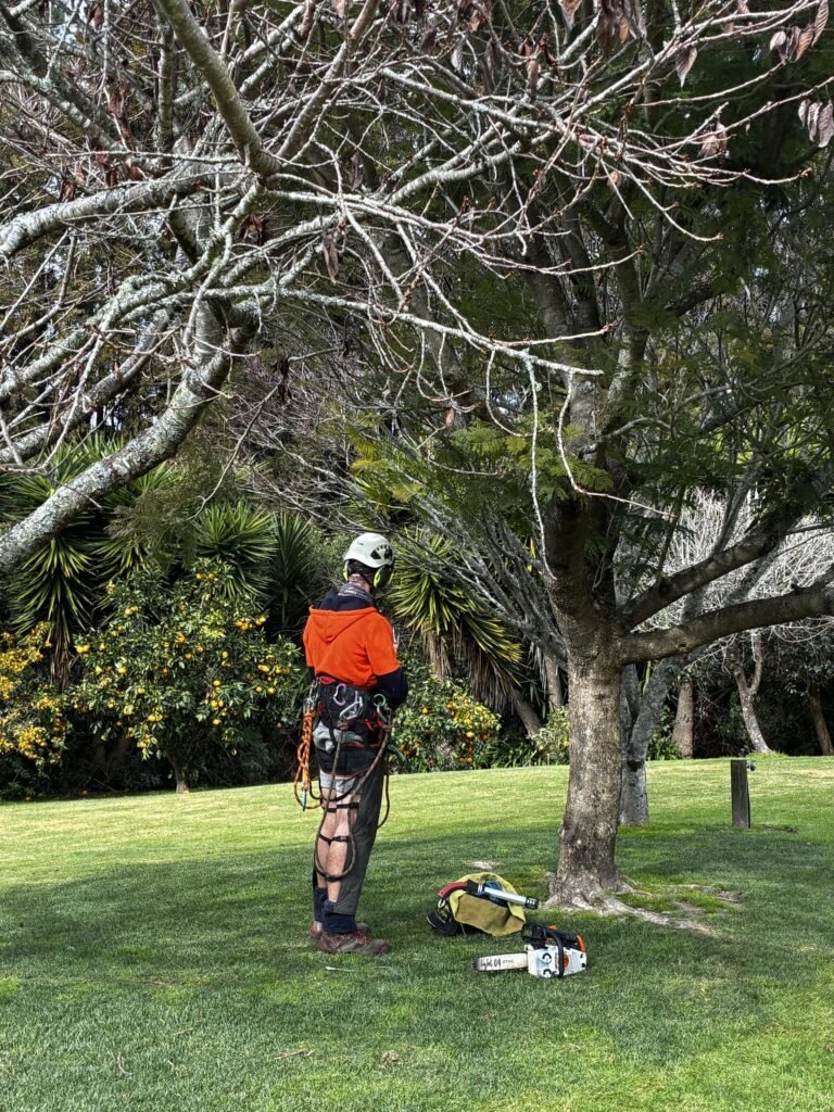 Arborist reducing a tree crown on rope access in Tauranga