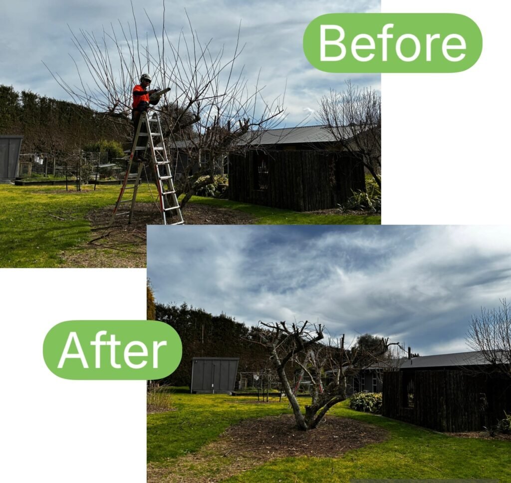 Reduced tree crown and cleared branches in Tauranga