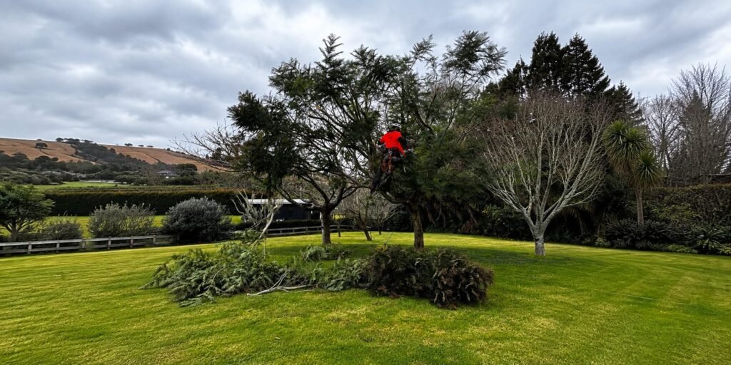 Arborist reducing the crown of a tree on a large Tauranga property, cut branches stacked on the lawn